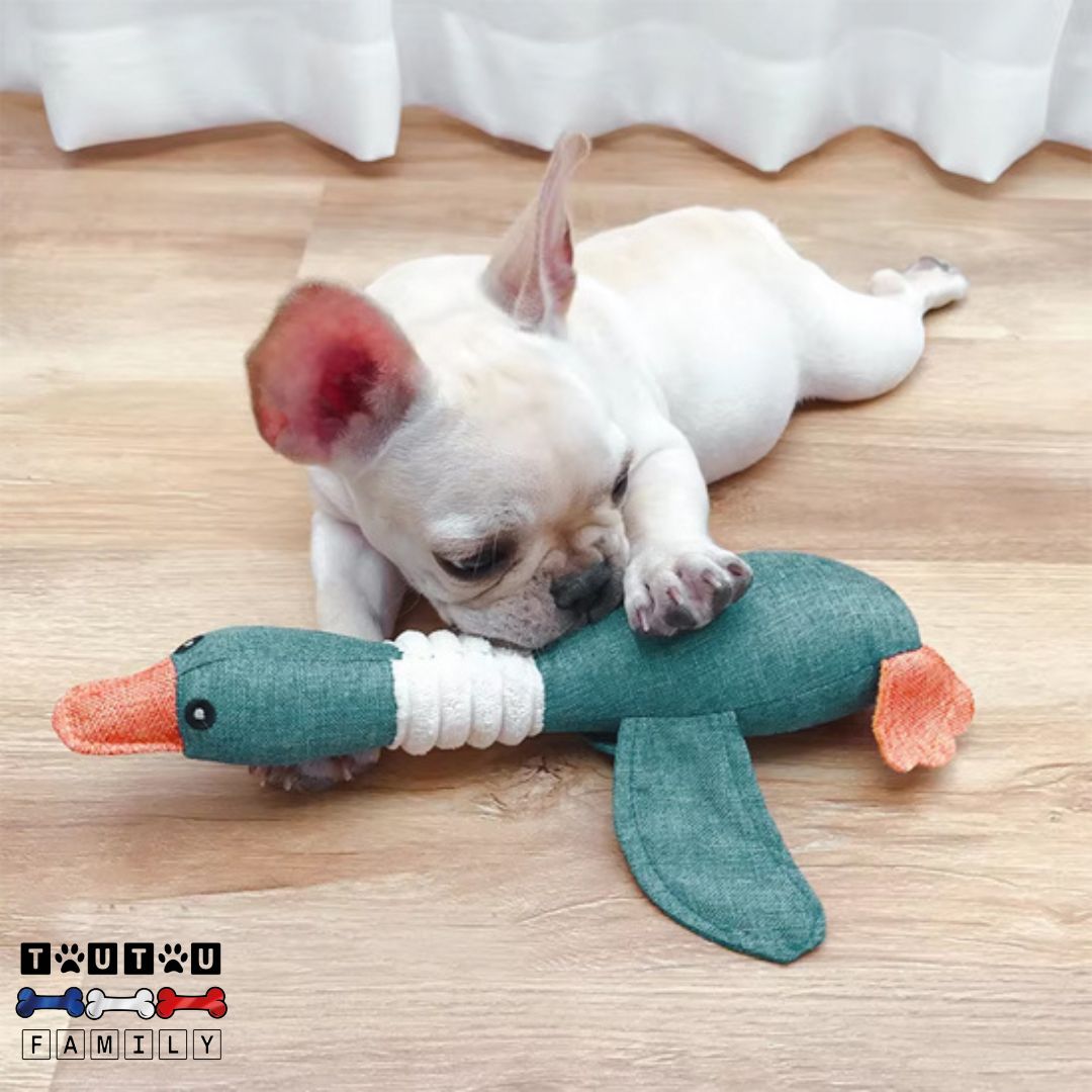 peluche-pour-chien-oie-qui-couine-un-chiot-bouledogue-qui-s-amuse-avec-sa-peluche-oie-bleue