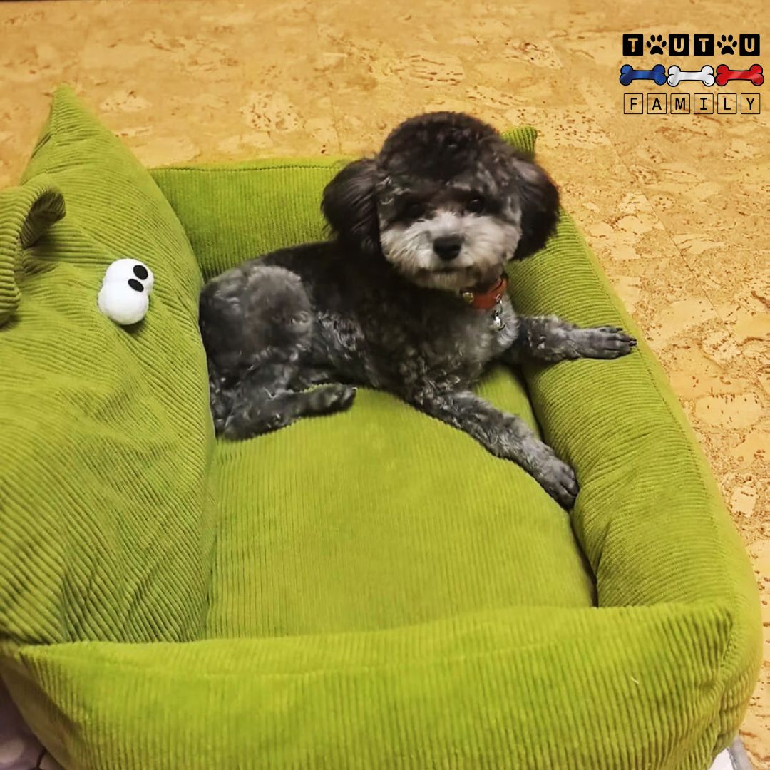 Petit-canape-pour-chien-confortable-respirant-un-caniche-couché-confortablement-dans-le-canapé-pour-petit-chien