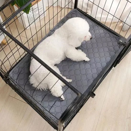 Tapis absorbant chien - AlĂšseToutouâą