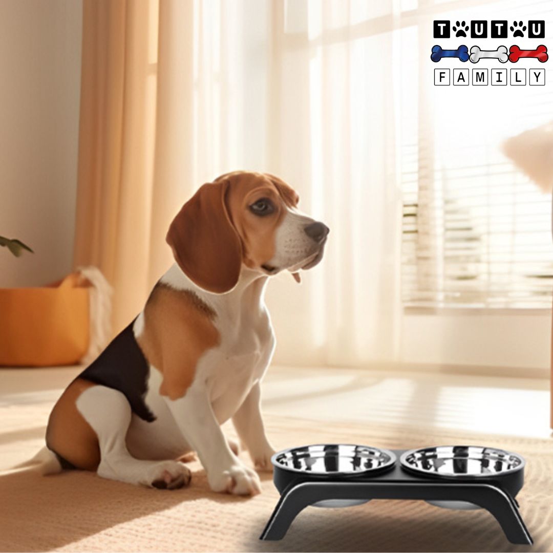Support-gamelle-pour-chien-chiot-gamelle-eau-anti-renversement-gamelle-inox-lavable-au-lave-vaisselle-un-petit-chien-dans-la-maison-avec-ses-gamelles-surélevées