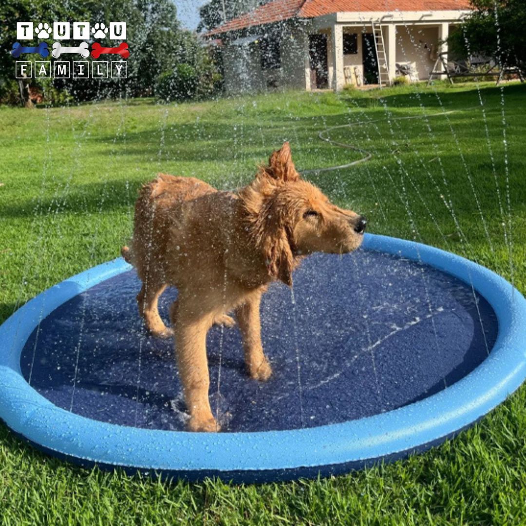 tapis-d-eau-pour-chien-pataugeoire-un-chien-qui-se-secoue-et-s-amuse-dans-la-pataugeoire-avec-jet-our-chien