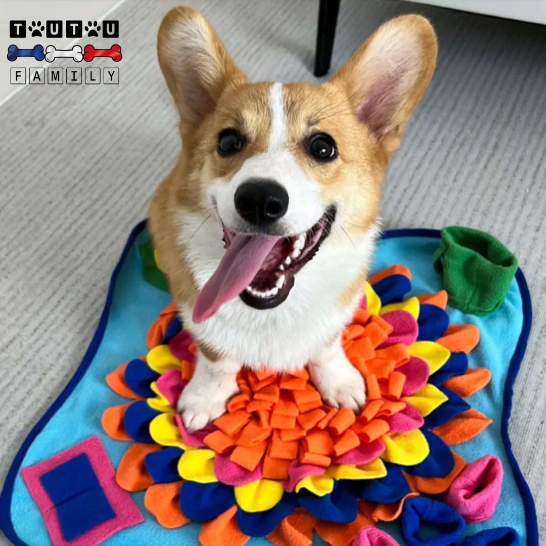 tapis-de-fouille-chien-jeu-intelligent-un-chien-de-race-Welsh-Corgi-Cardigan-tout-heureux-et-détendu-sur-son-tapis-de-fouille