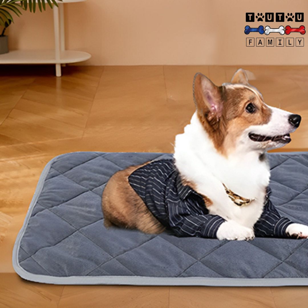 Tapis-pour-chien-auto-chauffant-résistant-coussin-chien-auto-chauffant-sans-électricité-disponible-de-la-plus-petite-à -la-grande-taille-un-chien-de-taille-moyenne-couché-sur-son-tapis-rembourré-en-coton-sur-le-sol-du-salon