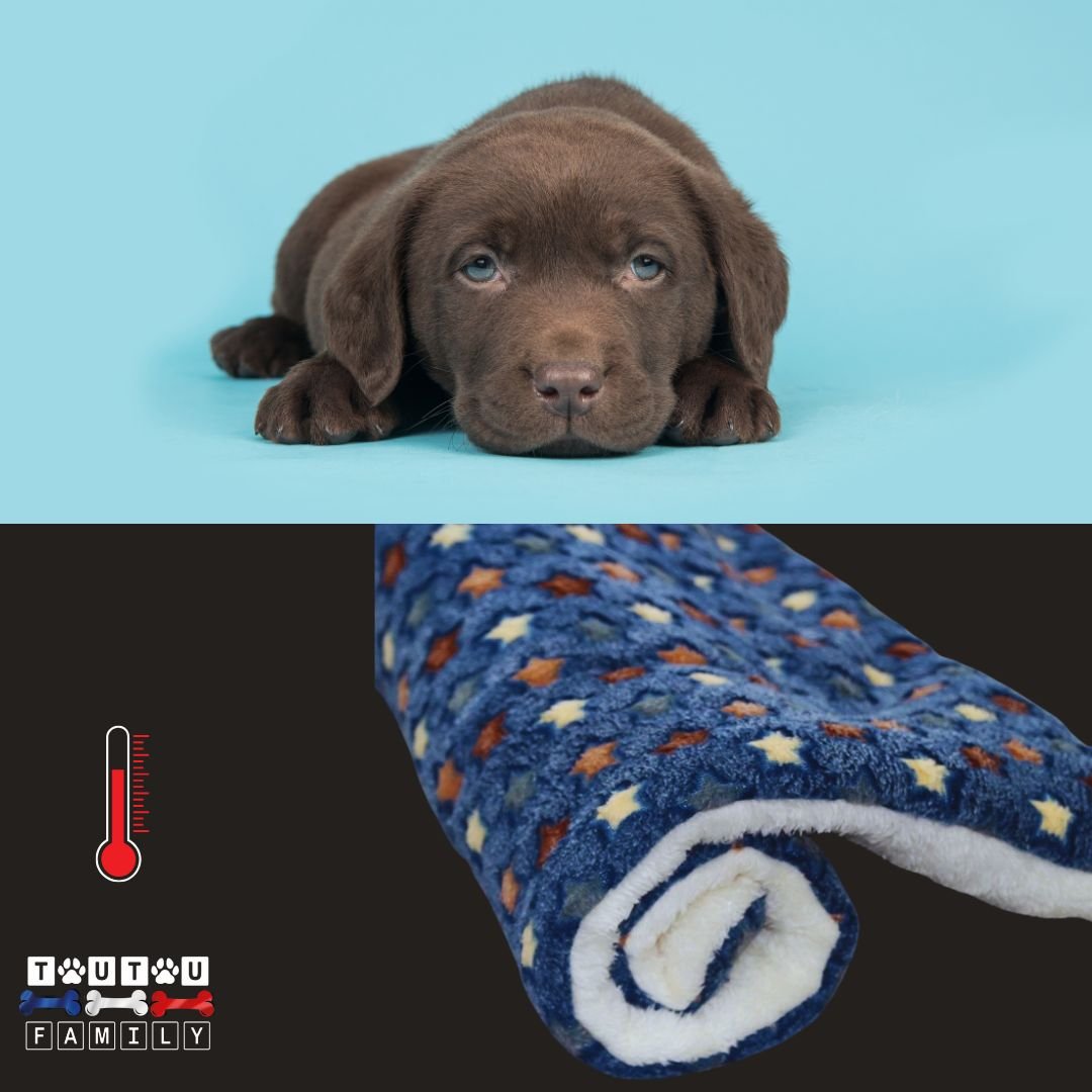 tapis-pour-chien-plaid-polaire-couverture-etoile-bleu