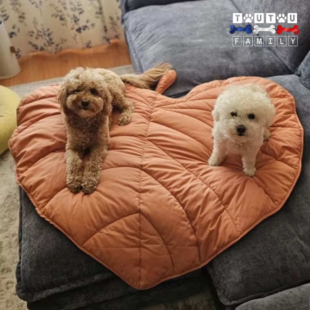 tapis-pour-chien-double-face-tapis-xxl-pour-chien-tapis-protÚge-canapé-deux-petit-chien-couché-sur-le-grand-tapis-en-forme-de-feuille-sur-le-canapé