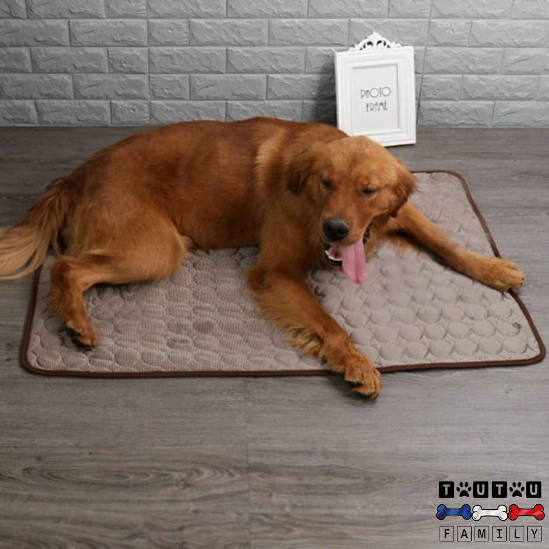 tapis-rafraichissant-chien-climatise-lavable-en-machine-un-golden-haletant-qui-se-rafraichit-instantanément-sur-son-tapis-rafraichissant-pour-chien