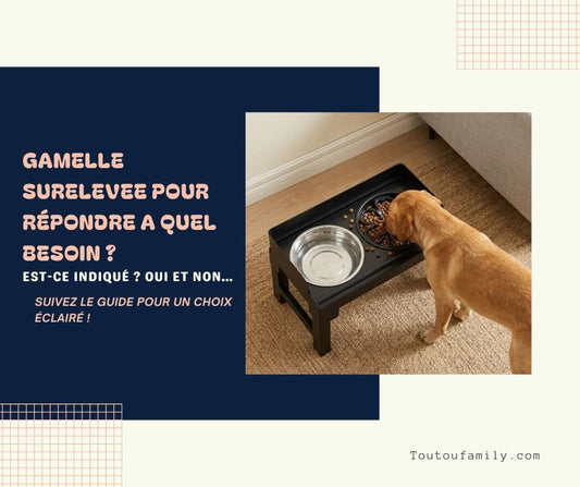 Gamelle chien surélevée - Pour quel chien et quel besoin ?