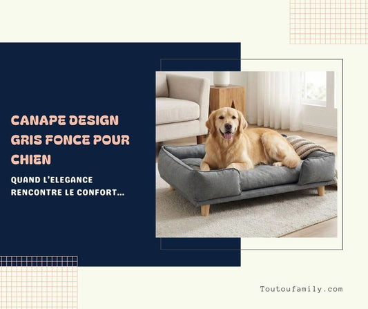 Canapé Gris Foncé pour Chien - Le Guide Complet 2026
