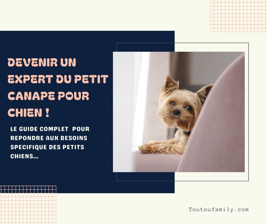 Canapé pour Petit Chien : Le Guide Complet !