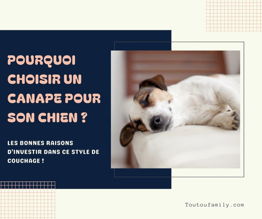 Les canapés pour chien : un investissement malin !