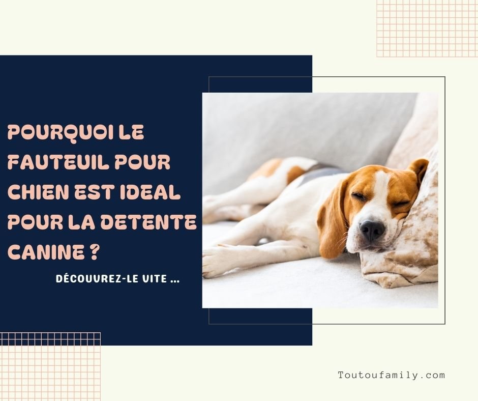 Le meilleur guide des fauteuils pour chiens !