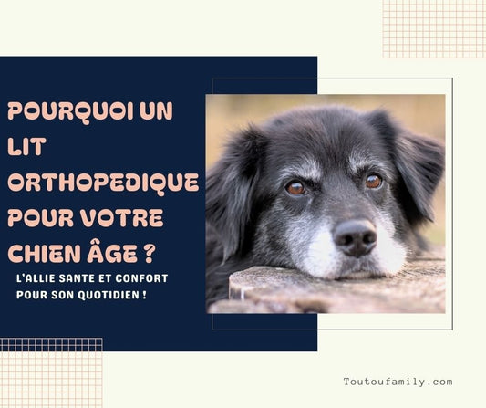 Pourquoi le lit orthopédique est le meilleur allié des chiens ?