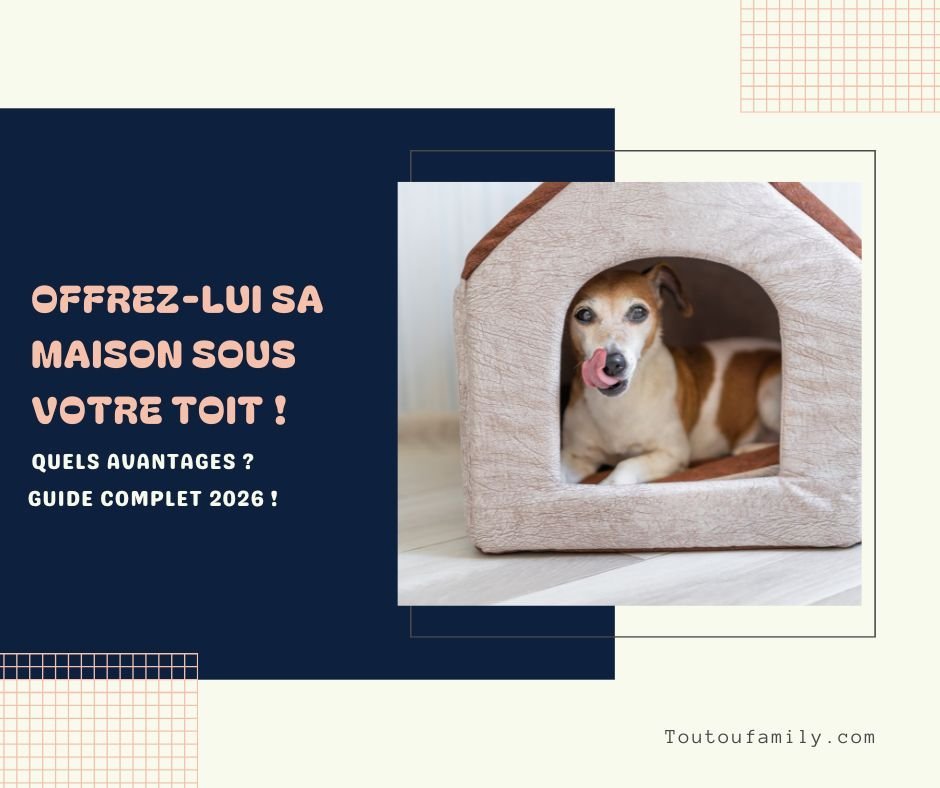 Maison intérieure pour chien - Le Guide Complet 2026 !