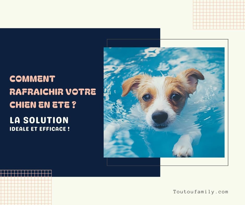 Piscine pour chien - Comment rafraichir quand il fait chaud  ?