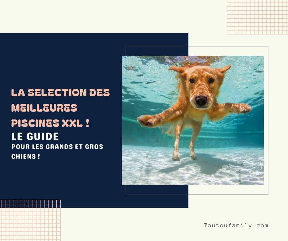 Piscine pour Chien XXL - Le guide complet de la grande piscine pour grand chien !