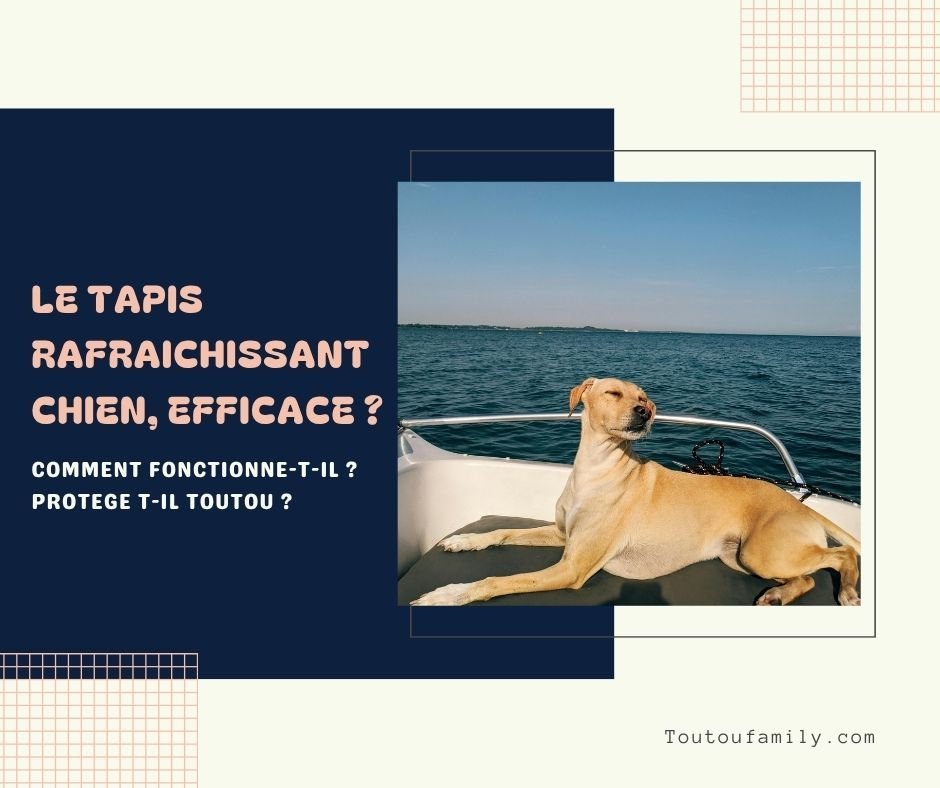 Tapis Rafraichissant Chien - Comment fonctionne-t-il pour protéger Toutou de l'été ?