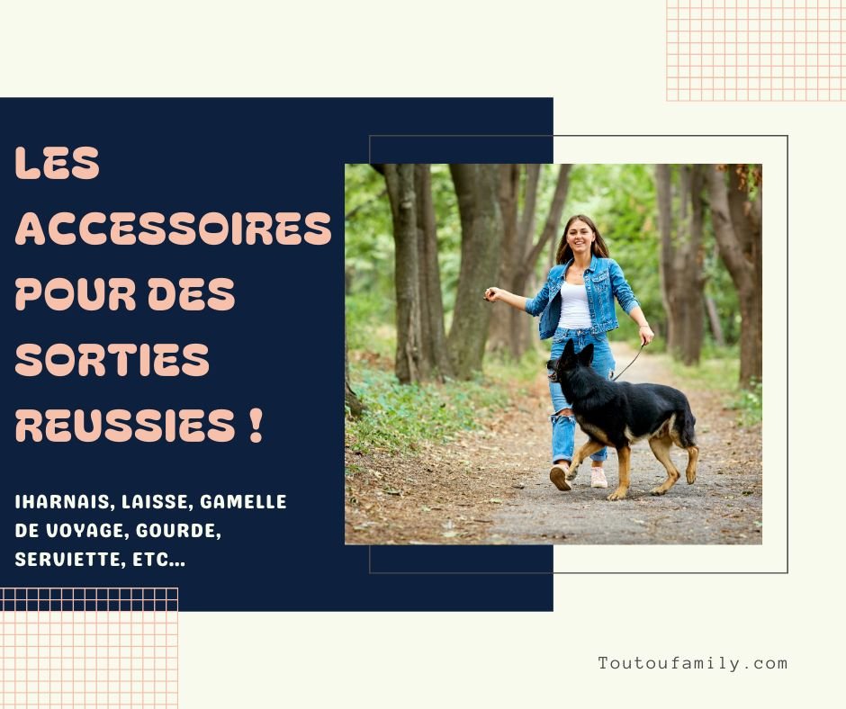 Accessoire promenade pour chien - Les indispensables pour des sorties réussies et sans stress !