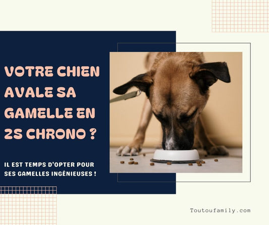Gamelle anti glouton chien - Notre sélection pour une digestion sereine !