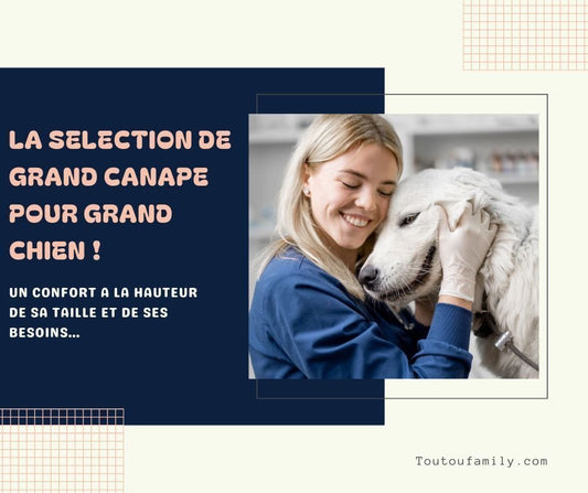 Comment choisir un grand canapé pour chien ?