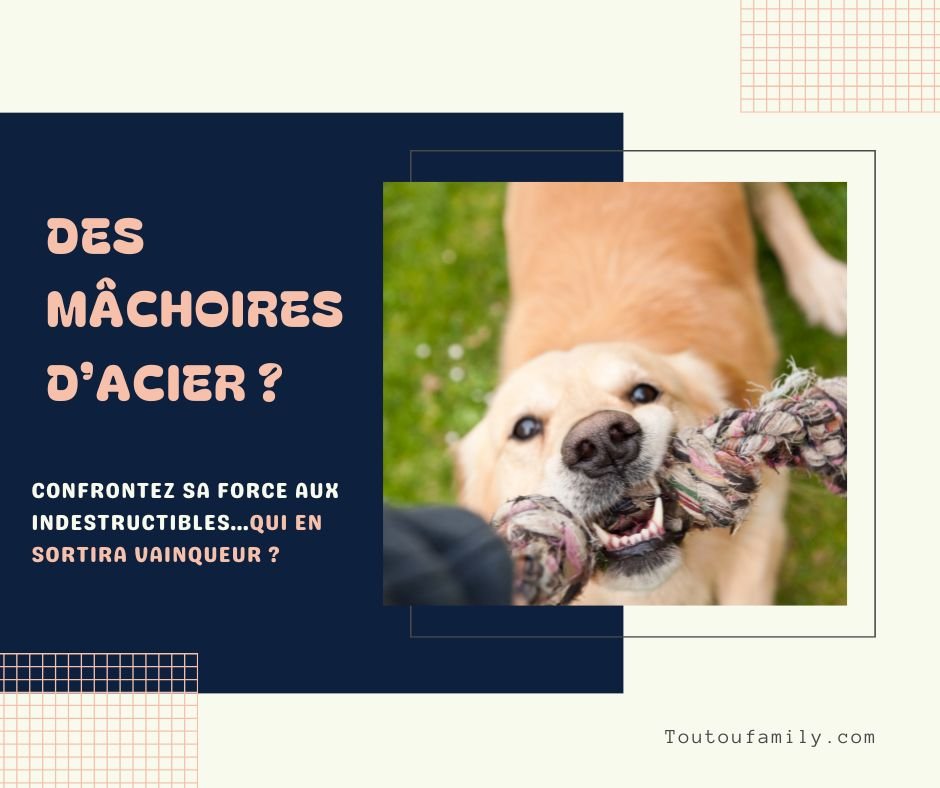 Jouet chien indestructible - La meilleure sélection des jouets indestructibles pour chien ou presque ! - Toutoufamily