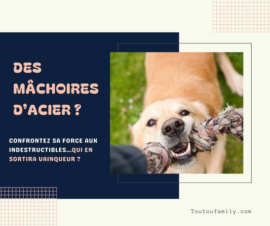 Jouet chien indestructible - La meilleure sélection des jouets indestructibles pour chien ou presque ! - Toutoufamily