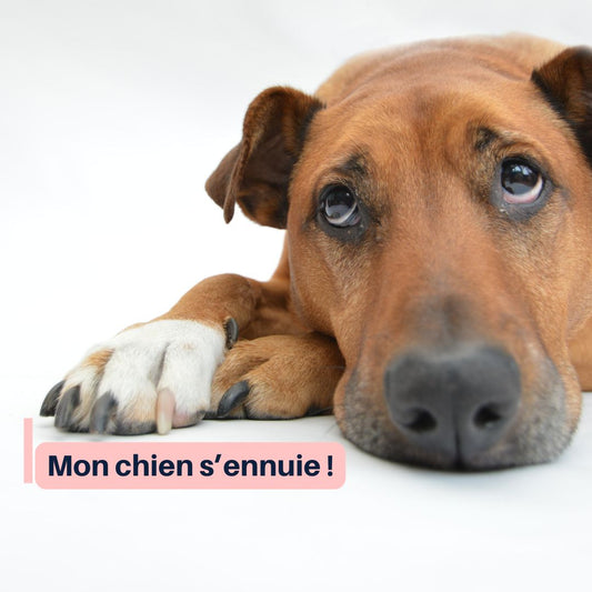 mon chien s'ennuie, quel jouet choisir ?