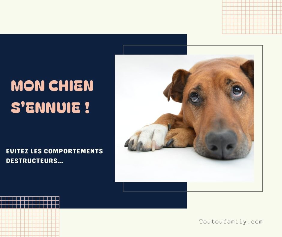 Jouet d'occupation chien - Les meilleurs jouets anti-ennui et anti-anxiété - Toutoufamily