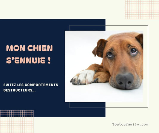 Jouet d'occupation chien - Les meilleurs jouets anti-ennui et anti-anxiété - Toutoufamily