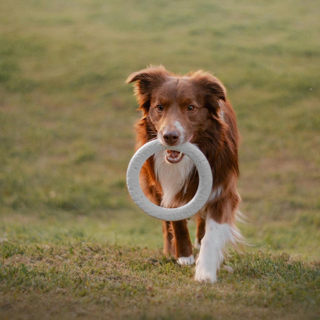Jouet chien indestructible - La meilleure sélection des jouets indestructibles pour chien ou presque !