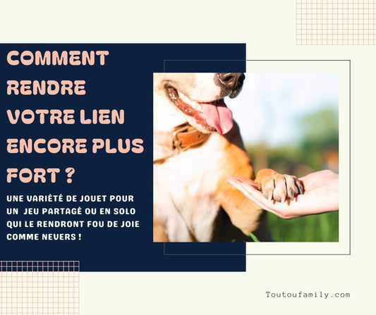 Jouet interactif pour chien - La sélection essentielle pour son coffre à jouet - Toutoufamily