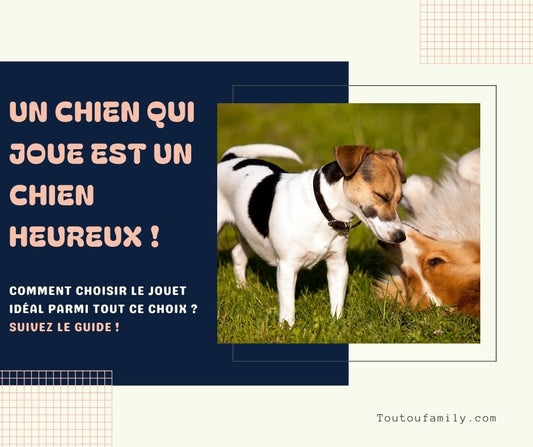 Jouet pour chien - Le guide des jouets pour chien - Toutoufamily