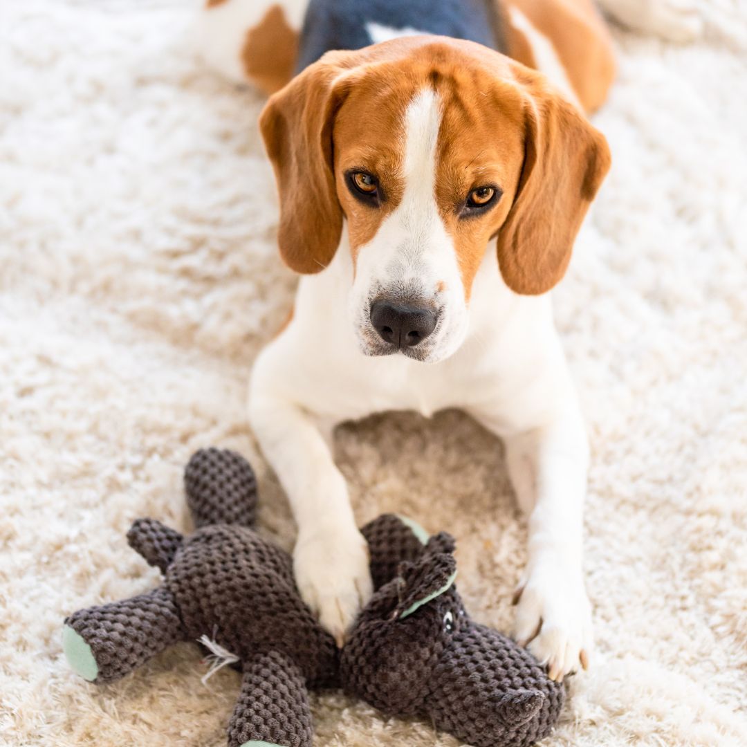 Peluche pour chien - Les meilleures peluches pour chien !