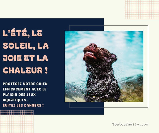 Piscine pour chien - Les essentiels de l'été en toute sécurité avec Toutou ! - Toutoufamily