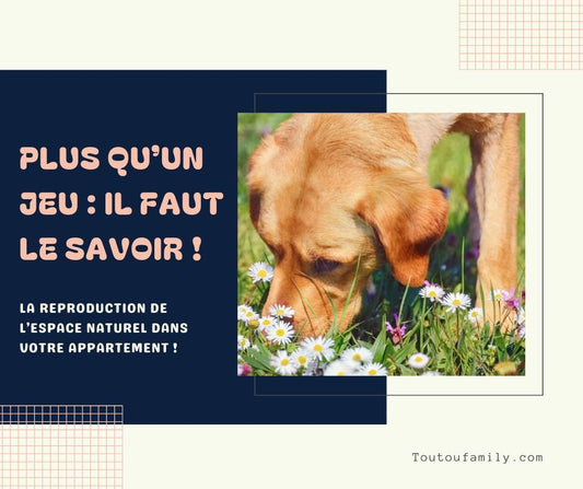 Tapis de fouille chien - Guide complet des jeux d'occupation et  tapis de fouille pour chien - Toutoufamily