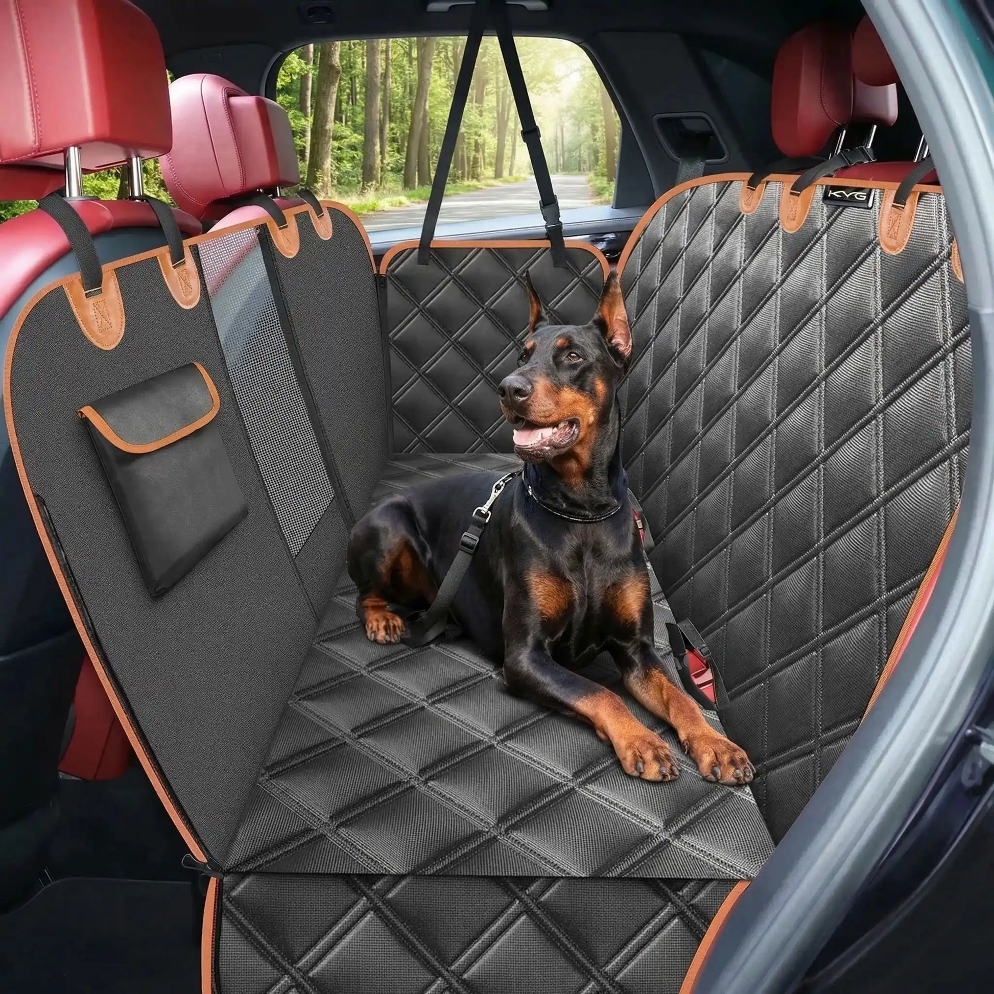 Protection-siege-arriere-voiture-chien , hamac imperméable matelassé et fond rigide avec sangles d'accroche sur les appuies tête et filet de protction au milieu des deux siège avant pour une ventilation optimal et une visibilité pour le conducteur ou passage sur le chien avec ouverture pour les clips de ceinture de sécurité, pliable et matelassé pour le tranport- avec une ceinture de sécurtité pour chien offerte-un dobermann couché confortablement sur le protège de la banquette arrière de la voiture