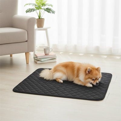Alese-lavable-chien-chiot-lot-de-2-avec 4 couches ultra absorbantes 100% imperméable-tapis d'apprentissage de la propreté ou pour incontinence ou post opératoire-polyvalent comme protection canapé, lit, meuble, panier, siège de voiture, lavable en machine en deux tailles M (60 cm et L (100cm)pour tous les chiens-un pékinois qui dort sur le tapis absorbant noir sur le sol du salon