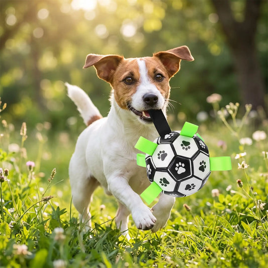 Balle-pour-chien-de-foot-chiot-avec-sangles en nylon robuste pour une meilleur préhension, gonflable avec pompe fournie, TPU sans danger, rembourrage caoutchouc naturel et coutures solides en coton, écoresponsable et sans danger, ballon rebondissant et flottant de 15 cm de diamètre idéal pour les chiots et chien de petite à moyenne taille-un chien de petite race qui tient fièrement son ballon de foot par la grande sangle noir en courant dans le jardin