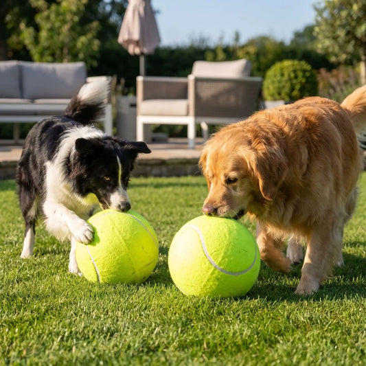 Balle-pour-chien-géante-chiot-tennis, gonflable en caoutchouc 100% naturel sans danger, résistante, balle de 24 cm de diamètre amusante douce et résistante aux griffes et morsures, gonflable et dégonglable pour un rangement facile et compact, légère- deux chien de races moyennes qui jouent mordent et donnent des coup de pattes sur leur balle de tennis géante solide dans le jardin de la maison