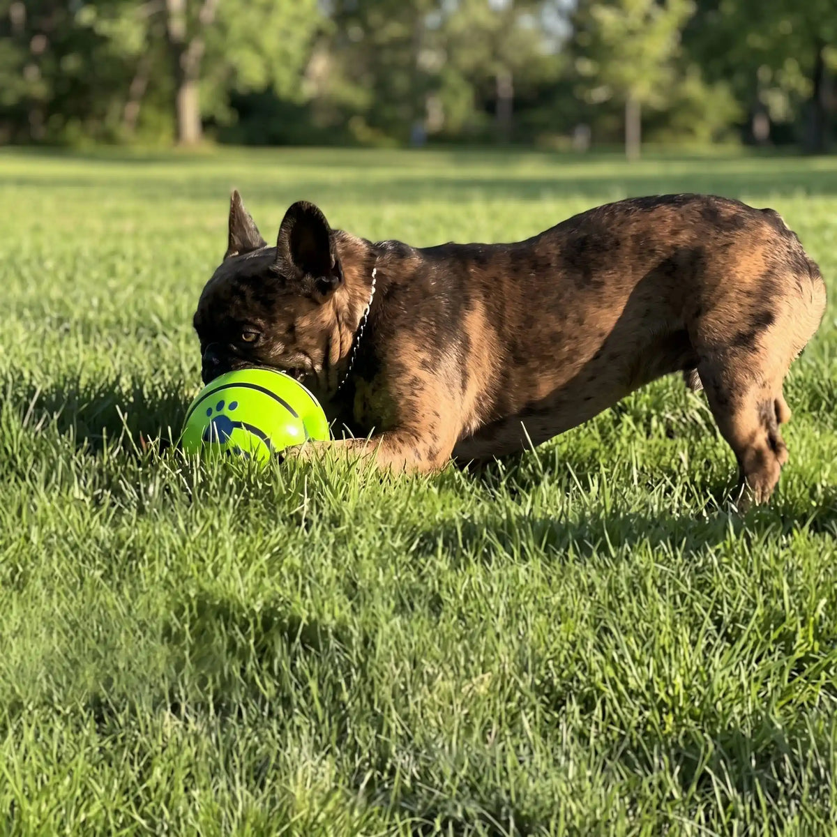 Balle-pour-chien-sonore-rebondissante-solide-verte, rebondissante, avec trou de préhension, disponible en 3 tailles pour chiot et chien de petite, moyenne et grande taille-un chien de race moyenne qui joue avec plaisir avec sa balle sonore de couleur verte dans la pelouse du parc 