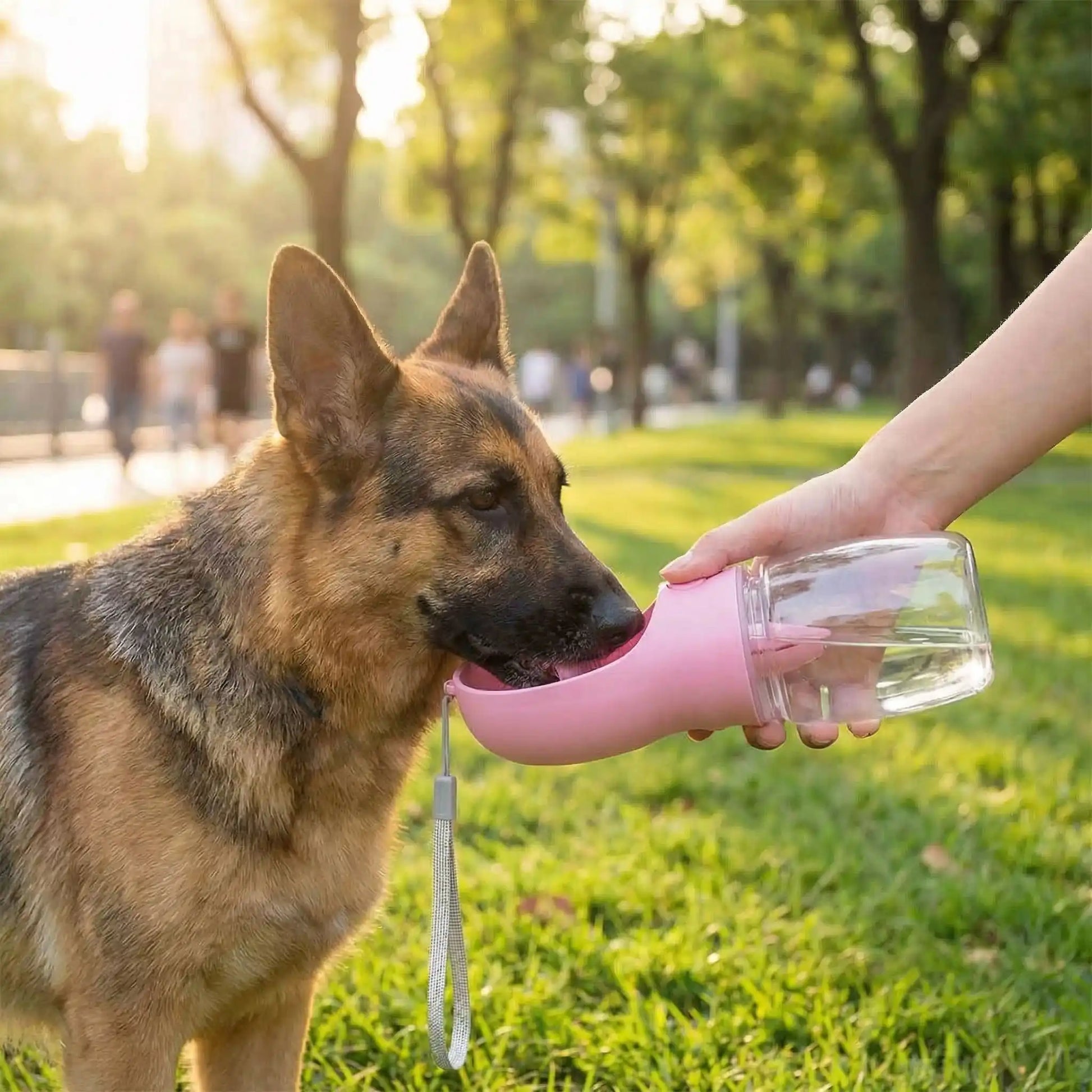 Bouteille-d-eau-pour-chien-chiot-550-ml avec compartiment pour friandises ou croquette amovible, bouton pour distribuer l'eau de manière hygiénique et contrôlé , bec adapté large et hygiénique sans BPA ni produits toxiques avec sangle de transport pour voyage, promenades, sorties en voiture-un Berger allemand qui boit dans le large bec de la bouteille tenue avec son eau distribuée par le maitre grâce au bouton verseur pour désaltérer son chien dans le parc à la fin de la promenade en été