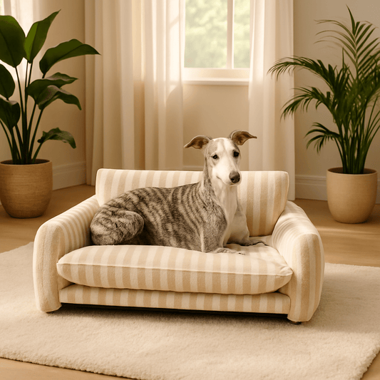 Canapé-chien-matelas-à-mémoire-de-forme-un lévrier couché confortablement sur son canapé moelleux et ergonomique, antidérapant, déhoussable et lavable en machine dans le salon douillet de la maison