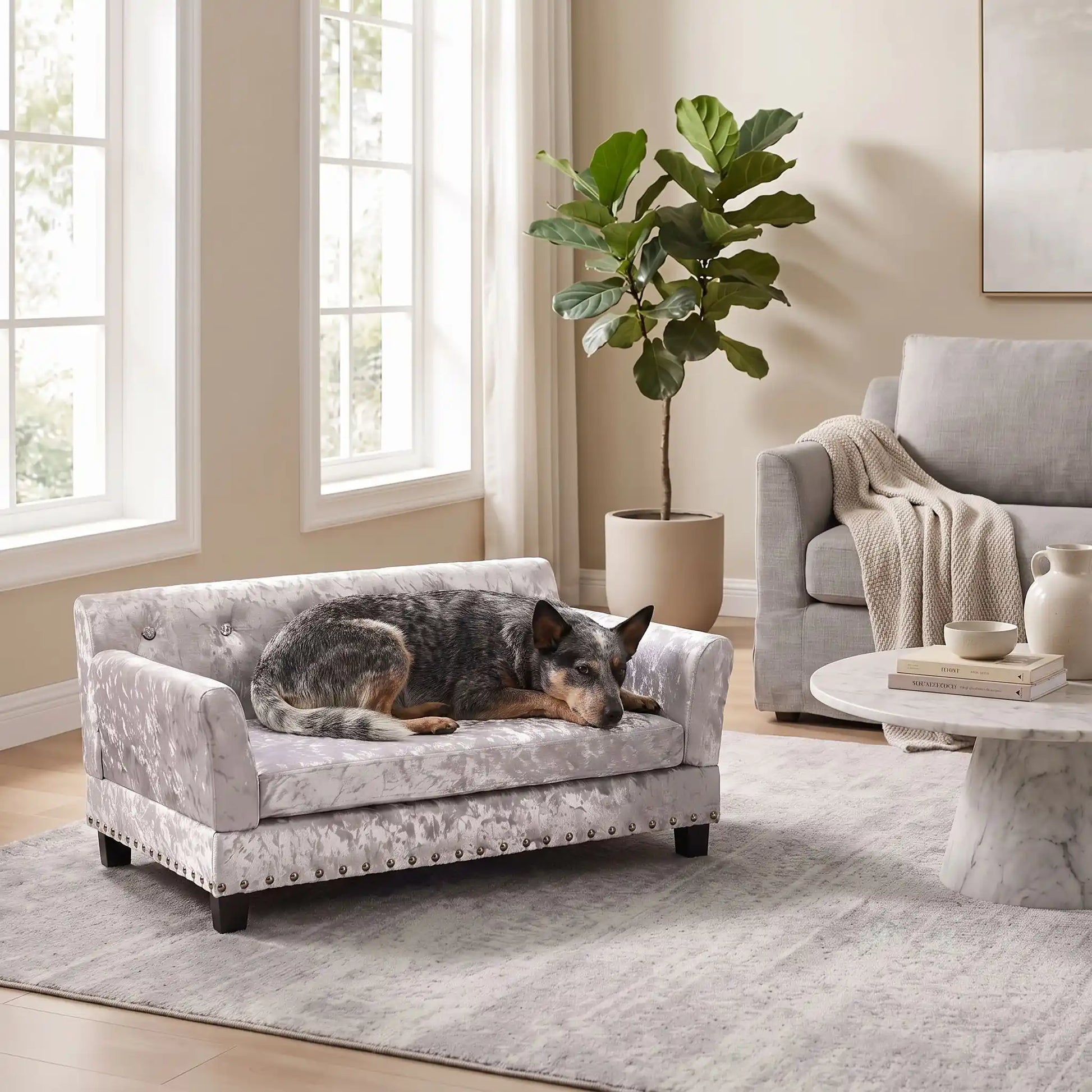Canapé pour chien xl de 96 cm-matelas orthopédique à mémoire de forme en coton PP épais déhoussable, 100% imperméable et résistant aux griffes en velours doux sur 4 pieds en bois et structure robuste en bois d'eucalyptus robuste avec une capacité de charge de 80 kg pour chien de toute races jusqu'à 35kg de couleur gris- un chien de race moyenne couché confortablement sur le canapé design en bois avec accoudoir et matelassé avec matelas amovible orthopédique déhoussable et lavable dans le salon de la maison