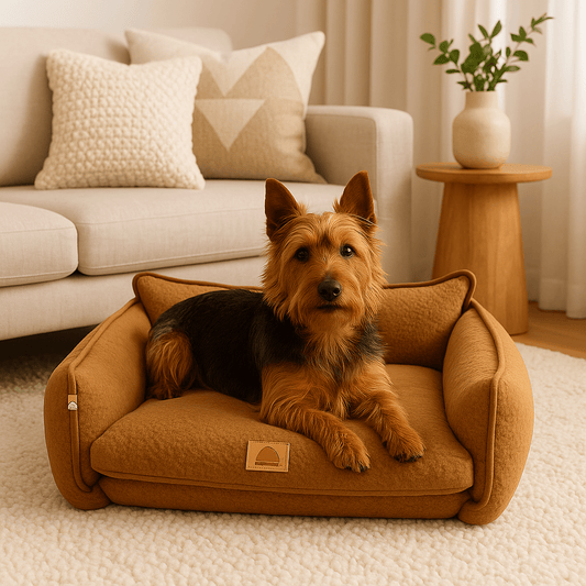 Canapé-lit-pour-chien-3-en-1-modulable en lit-panier-canapé pour chien de petite taille jusqu'à 12 kg-matelas à mémoire de forme et coussin ergonomique 100% coton haute densité-imperméable et anti-moisissure-un chien de petite race couché sur son canapé qui observe paisiblement son environnement dans le salon de la maison