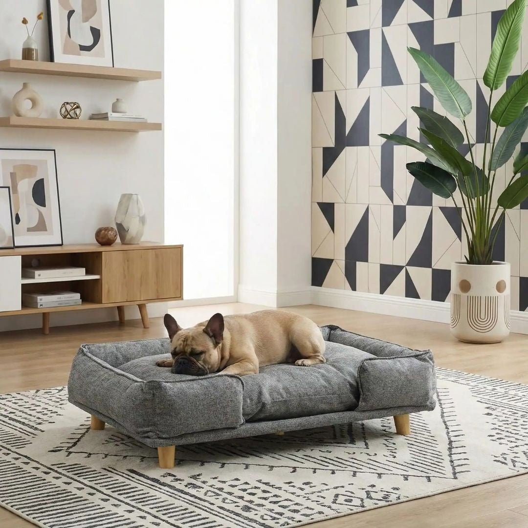 Canapé-lit-pour-chien-bois-coton-design surélevé sur pieds en bois naturel et tissu effet lin ultra-résistant, imperméable et patin antidérapant, structure rectangulaire style scandinave contemporain pour chien jusqu'à 30 kg max de couleur gris-coussin intérieur amovible épais lavable en machine et rembourré 100% coton haute densité et résilience pour un soutien ergonomique optimal de forme rectangulaire-un bouledogue français qui dort paisiblement sur le ventre sur le grand canapé dans le salon
