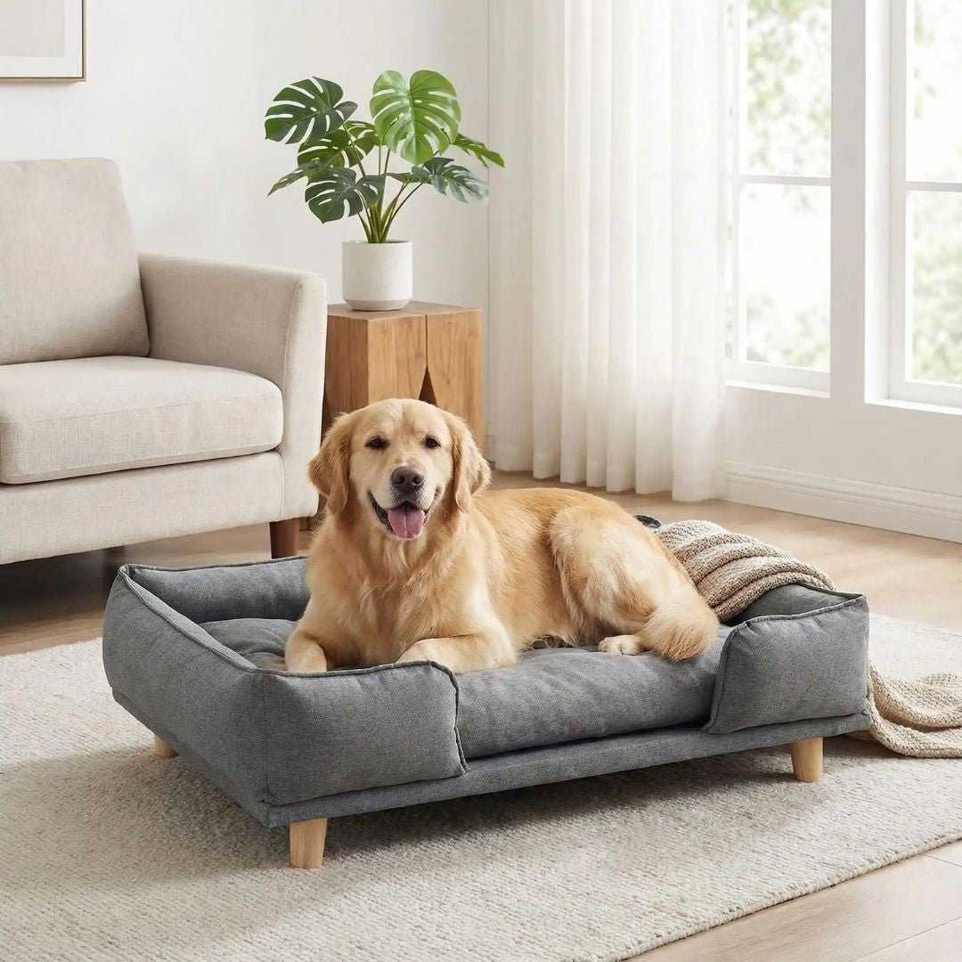 Canapé-lit-pour-chien-bois-coton-design surélevé sur pieds en bois naturel et tissu effet lin ultra-résistant, imperméable et patin antidérapant, structure rectangulaire style scandinave contemporain pour chien jusqu'à 30 kg max de couleur gris-coussin intérieur amovible épais lavable en machine et rembourré 100% coton haute densité et résilience pour un soutien ergonomique optimal de forme rectangulaire-un golden retriever couché sur le canapé lit gris design dans le salon de l'appartement