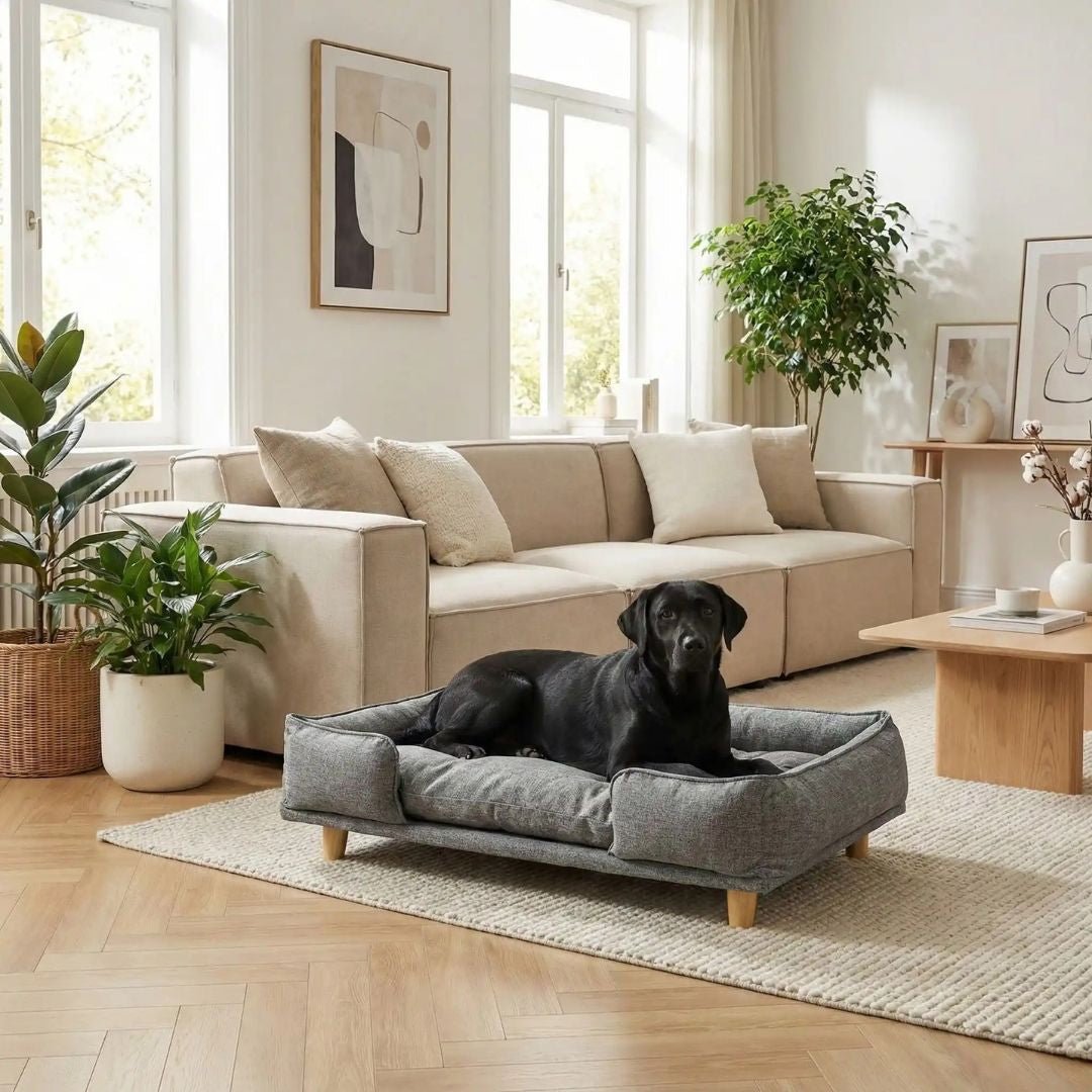 Canapé-lit-pour-chien-bois-coton-design surélevé sur pieds en bois naturel et tissu effet lin ultra-résistant, imperméable et patin antidérapant, structure rectangulaire style scandinave contemporain pour chien jusqu'à 30 kg max de couleur gris-coussin intérieur amovible épais lavable en machine et rembourré 100% coton haute densité et résilience pour un soutien ergonomique optimal de forme rectangulaire avec rebords surélévés et entourant-un grand chien couché confortablement sur son canapé dans le salon