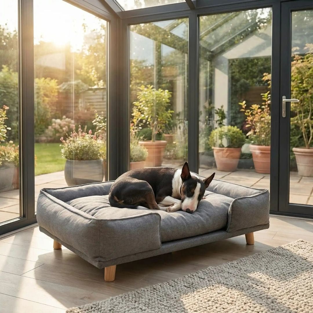 Canapé-lit-pour-chien-bois-coton-design surélevé sur pieds en bois naturel et tissu effet lin ultra-résistant, imperméable et patin antidérapant, structure rectangulaire style scandinave contemporain pour chien jusqu'à 30 kg max de couleur gris-coussin intérieur amovible épais lavable en machine et rembourré 100% coton haute densité et résilience pour un soutien ergonomique optimal de forme rectangulaire avec rebords surélévés et entourant-un petit chien qui dort dans son grand canapé lit dans la véranda 