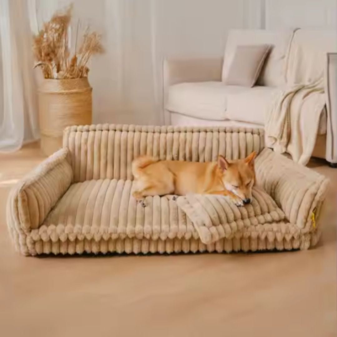 Canapé-pour-chien-chiot-déhoussable, lavable en machine, housse en velours douce comme un lit en peluche, avec accoudoirs et dossier entourant au rembourrage 100% coton PP avec un oreiller lavable en velours assorti pour chien de 0 à + de 45kg, antidérapant et fond imperméable-un chien de taille moyenne couché confortablement avec son oreiller entre les dents sur le grand canapé xxl de 120 cm de long en velours de couleur beige marron qui  dans le salon de l'appartement 