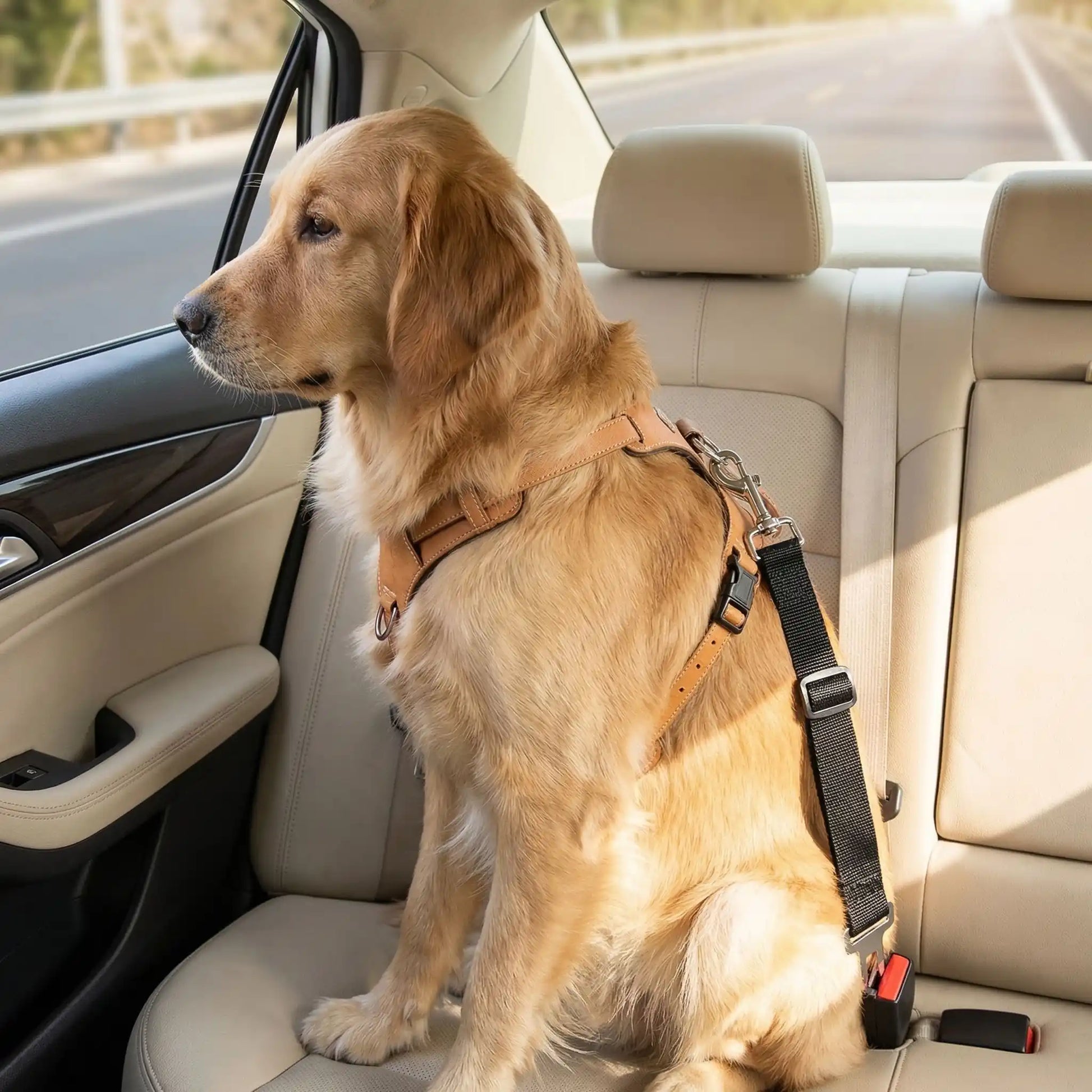 Ceinture-de-sécurite-chien en nylon noir avec clip pour l'attache- un Golden retriever assis sur les sièges arrières  attacher par le harnais à la ceinture de sécurité clipser dans le bloc
