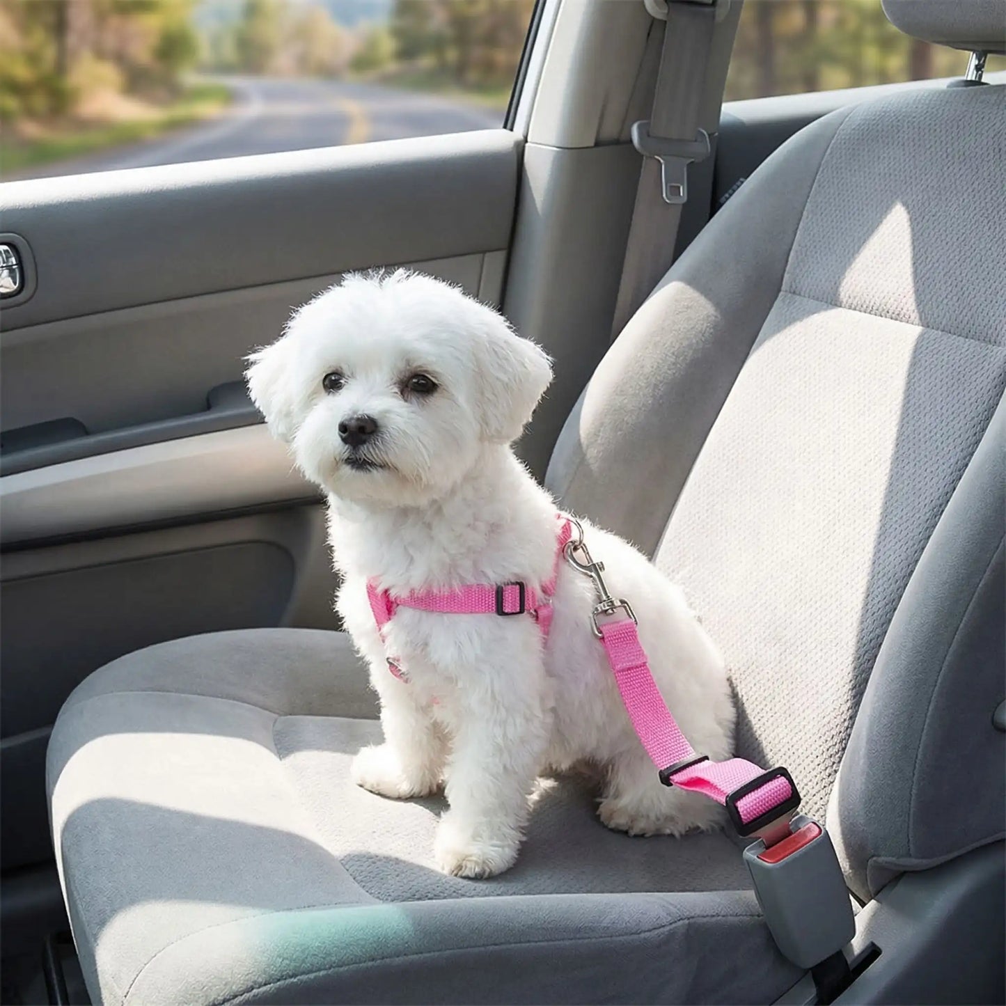 Ceinture-de-sécurite-chien en nylon rose avec clip pour l'attache- un Bichon assis sur les sièges arrières  attacher par le harnais à la ceinture de sécurité clipser dans le bloc